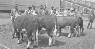 Cattle show
